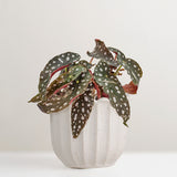 Chaca white stoneware plant pot