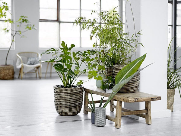 Adding plants to your home