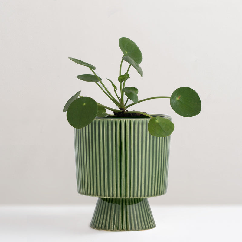 Ayleen stoneware plant pot, green