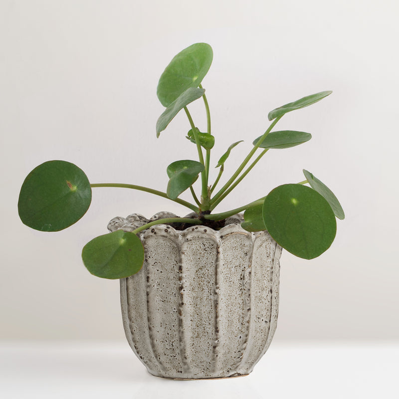 Chaca stoneware plant pot