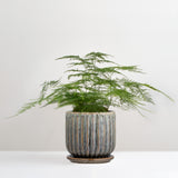 Drago green stoneware plant pot with saucer